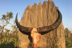 trophy-buff-horns