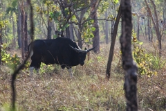 Banteng live