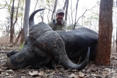 Mozambique Cape Buffalo