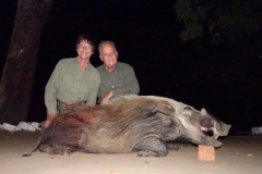 Mozambique Bushpig