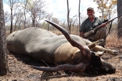 Mozambique Eland