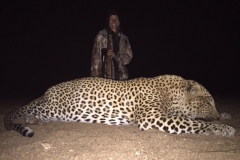 Mozambique Leopard
