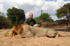 Mozambique Lion