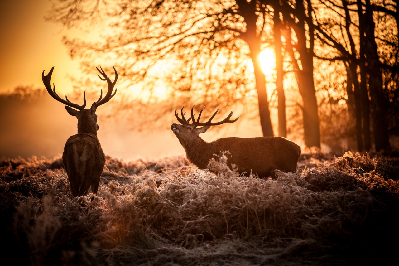 Red Stags Roaring