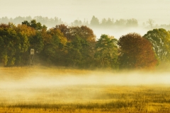 Misty Polish Field