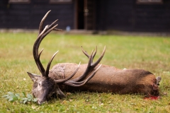 Red Stag 2