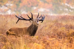 Red Stag Roaring 2