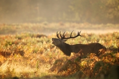 Red Stag Roaring in Field