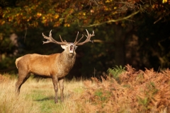 Red Stag Roaring