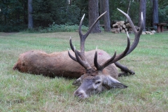 Red Stag Trophy 3