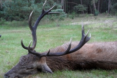 Red Stag Trophy 4