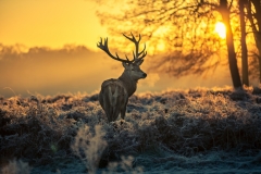 Red Stag at Dawn
