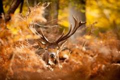 Red Stag hidden