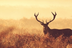 Red Stag in Mist 2