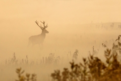 Red Stag in Mist