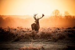 Red Stag in Misty Field