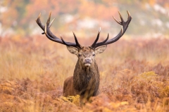 Red Stag