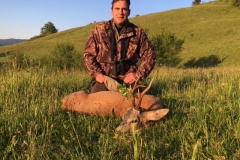 Roe deer 2