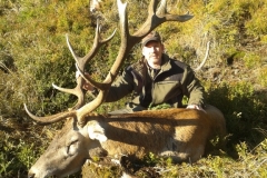 red stag