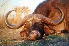 Buffalo