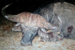 Buffalo