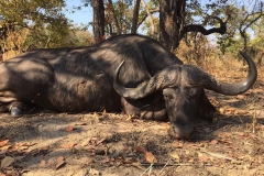 Cape Buffalo