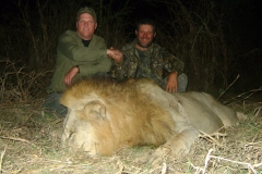 Lion